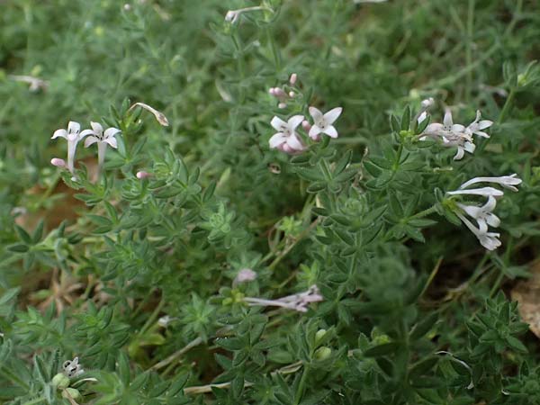 Asperula arcadiensis \ Arkadischer Meister / Arcadian Woodruff, GR Peloponnes, Diakopto 20.5.2024