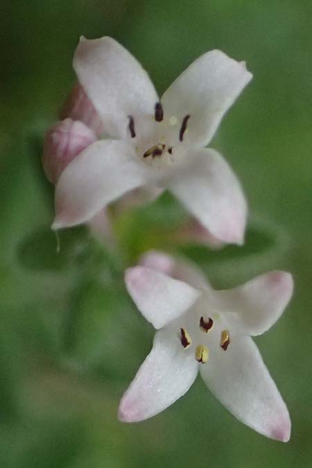 Asperula arcadiensis \ Arkadischer Meister / Arcadian Woodruff, GR Peloponnes, Diakopto 20.5.2024