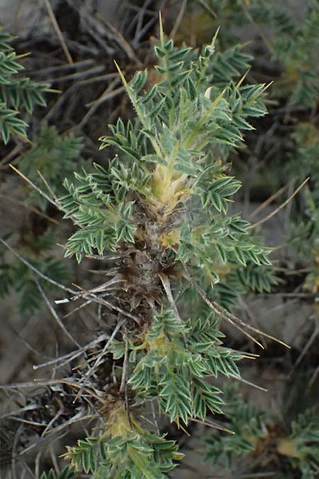 Astragalus thracicus subsp. cylleneus \ Kyllini-Tragant, GR Peloponnes, Mt. Kyllini, Ziria 21.5.2024