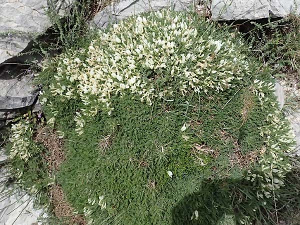 Astragalus angustifolius subsp. erinaceus \ Igelstacheliger Tragant, Schmalbl&auml;ttriger Tragant  / Hedgehog Milk-Vetch, GR Peloponnes, Taygetos 27.5.2024