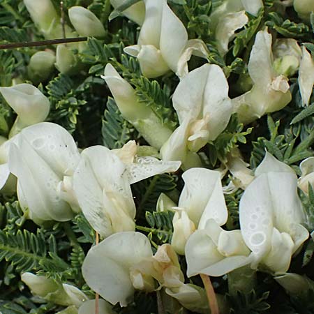 Astragalus angustifolius subsp. erinaceus \ Igelstacheliger Tragant, Schmalbl&auml;ttriger Tragant  / Hedgehog Milk-Vetch, GR Peloponnes, Taygetos 27.5.2024