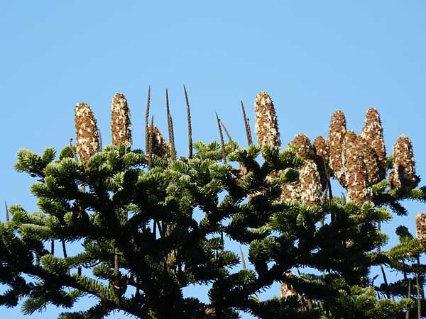 Abies cephalonica \ Griechische Tanne / Grecian Fir, GR Parnitha 1.9.2014
