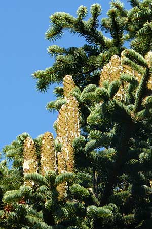 Abies cephalonica \ Griechische Tanne / Grecian Fir, GR Parnitha 1.9.2014