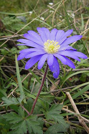 Anemone blanda \ Strahlen-Anemone / Mountain Windflower, GR Peloponnes, Andritsena 29.3.2013
