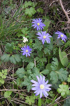Anemone blanda \ Strahlen-Anemone / Mountain Windflower, GR Peloponnes, Andritsena 29.3.2013