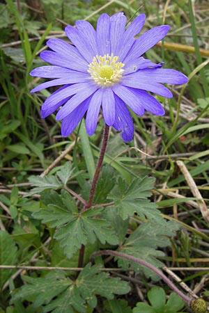 Anemone blanda \ Strahlen-Anemone / Mountain Windflower, GR Peloponnes, Andritsena 29.3.2013