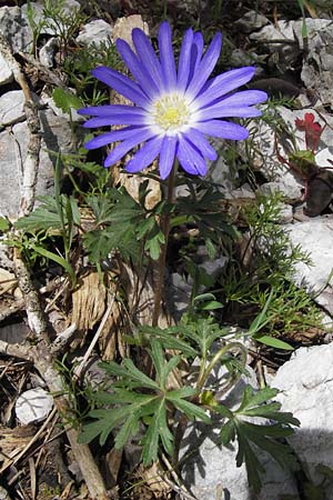 Anemone blanda \ Strahlen-Anemone / Mountain Windflower, GR Parnitha 3.4.2013