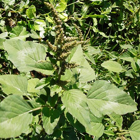 Amaranthus viridis \ Grner Amaranth / Slender Pigweed, Green Pigweed, GR Athen 26.8.2014