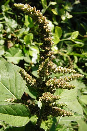 Amaranthus viridis \ Grner Amaranth / Slender Pigweed, Green Pigweed, GR Athen 26.8.2014