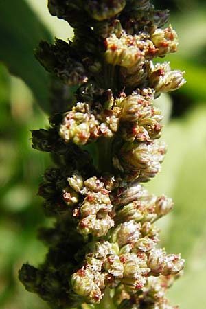 Amaranthus viridis \ Grner Amaranth / Slender Pigweed, Green Pigweed, GR Athen 26.8.2014