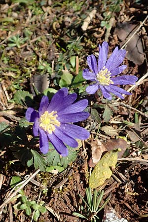 Anemone blanda \ Strahlen-Anemone / Mountain Windflower, GR Parnitha 22.3.2019