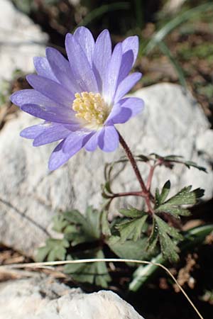 Anemone blanda \ Strahlen-Anemone / Mountain Windflower, GR Parnitha 22.3.2019