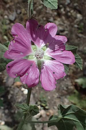 Malva unguiculata \ Zaunr&uuml;benbl&auml;ttrige Strauchpappel / Bryony-Leaved Tree-Mallow, GR Peloponnes, Kalavryta 20.5.2024