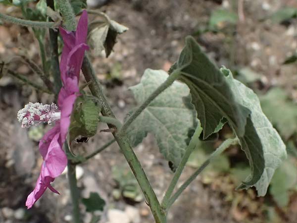 Malva unguiculata \ Zaunr&uuml;benbl&auml;ttrige Strauchpappel / Bryony-Leaved Tree-Mallow, GR Peloponnes, Kalavryta 20.5.2024