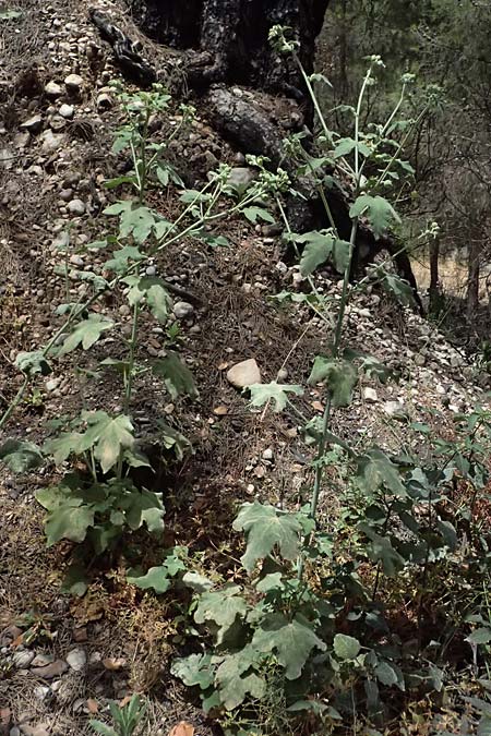 Malva unguiculata \ Zaunr&uuml;benbl&auml;ttrige Strauchpappel / Bryony-Leaved Tree-Mallow, GR Peloponnes, Kalavryta 20.5.2024