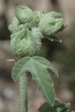Malva unguiculata \ Zaunr&uuml;benbl&auml;ttrige Strauchpappel / Bryony-Leaved Tree-Mallow, GR Peloponnes, Kalavryta 20.5.2024