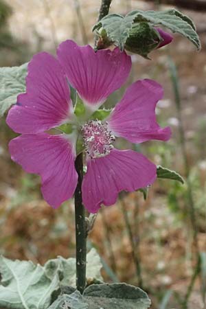 Malva unguiculata \ Zaunr&uuml;benbl&auml;ttrige Strauchpappel / Bryony-Leaved Tree-Mallow, GR Peloponnes, Kalavryta 20.5.2024