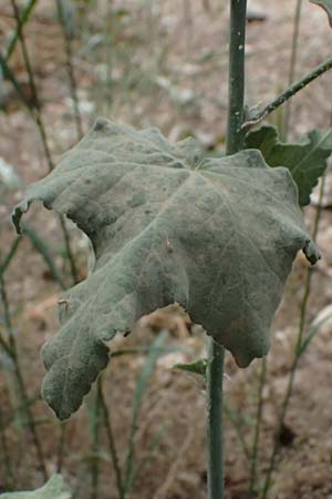 Malva unguiculata \ Zaunr&uuml;benbl&auml;ttrige Strauchpappel / Bryony-Leaved Tree-Mallow, GR Peloponnes, Kalavryta 20.5.2024