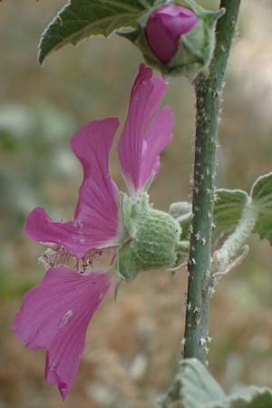 Malva unguiculata \ Zaunr&uuml;benbl&auml;ttrige Strauchpappel / Bryony-Leaved Tree-Mallow, GR Peloponnes, Kalavryta 20.5.2024