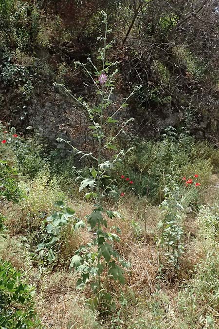 Malva unguiculata \ Zaunr&uuml;benbl&auml;ttrige Strauchpappel / Bryony-Leaved Tree-Mallow, GR Peloponnes, Kalavryta 20.5.2024