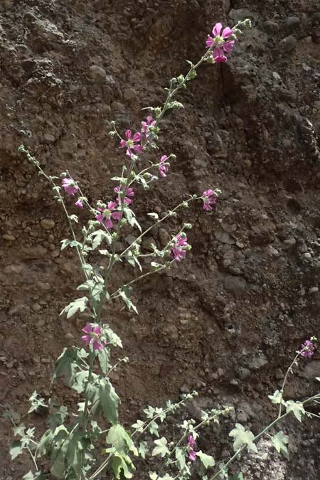 Malva unguiculata \ Zaunr&uuml;benbl&auml;ttrige Strauchpappel / Bryony-Leaved Tree-Mallow, GR Peloponnes, Kalavryta 20.5.2024