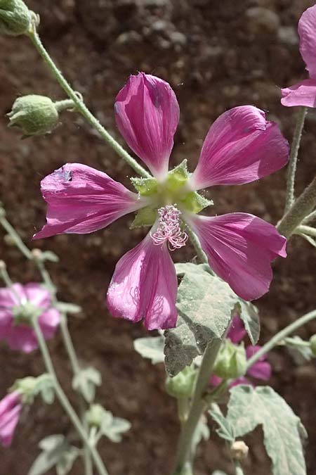 Malva unguiculata \ Zaunr&uuml;benbl&auml;ttrige Strauchpappel / Bryony-Leaved Tree-Mallow, GR Peloponnes, Kalavryta 20.5.2024