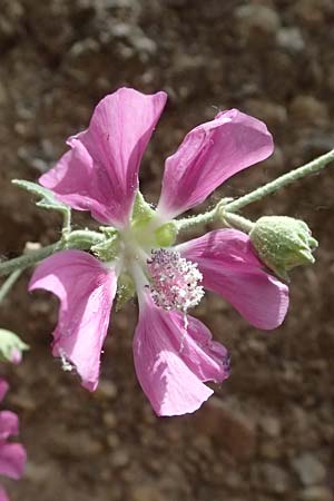 Malva unguiculata \ Zaunr&uuml;benbl&auml;ttrige Strauchpappel / Bryony-Leaved Tree-Mallow, GR Peloponnes, Kalavryta 20.5.2024