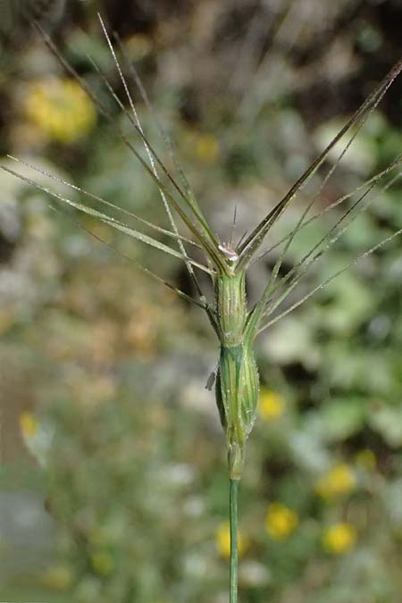 Aegilops biuncialis \ Zweizoll-Walch / Two-Inch Goatgrass, GR Peloponnes, Saitas 22.5.2024