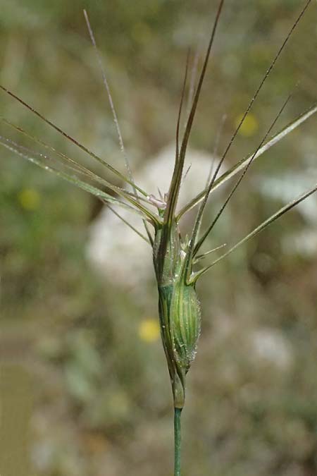 Aegilops biuncialis \ Zweizoll-Walch / Two-Inch Goatgrass, GR Peloponnes, Saitas 22.5.2024
