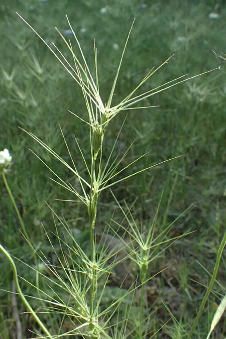 Aegilops biuncialis \ Zweizoll-Walch / Two-Inch Goatgrass, GR Peloponnes, Chelmos, Klitoria 23.5.2024