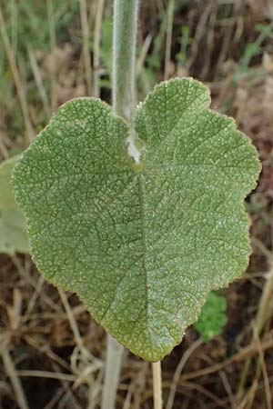 Alcea biennis \ Bleiche Stockrose, Balkan-Stockrose / Balkan Hollyhock, GR Peloponnes, Taygetos, Neochori 26.5.2024