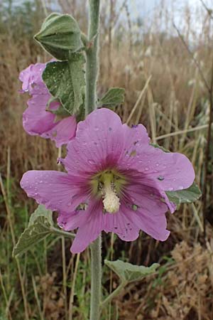 Alcea biennis \ Bleiche Stockrose, Balkan-Stockrose / Balkan Hollyhock, GR Peloponnes, Taygetos, Neochori 26.5.2024