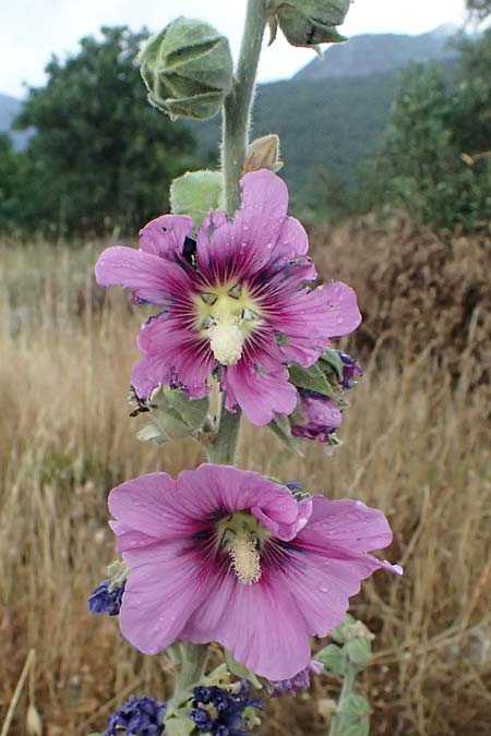 Alcea biennis \ Bleiche Stockrose, Balkan-Stockrose / Balkan Hollyhock, GR Peloponnes, Taygetos, Neochori 26.5.2024