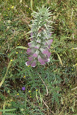 Acanthus spinosus \ Dorniger Akanthus, Dornige B�renklaue / Spiny Bear's Breech, GR Igoumenitsa 13.5.2008