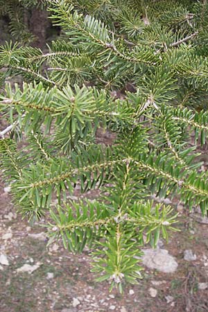 Abies cephalonica \ Griechische Tanne / Grecian Fir, GR Peloponnes, Kosmas 31.3.2013