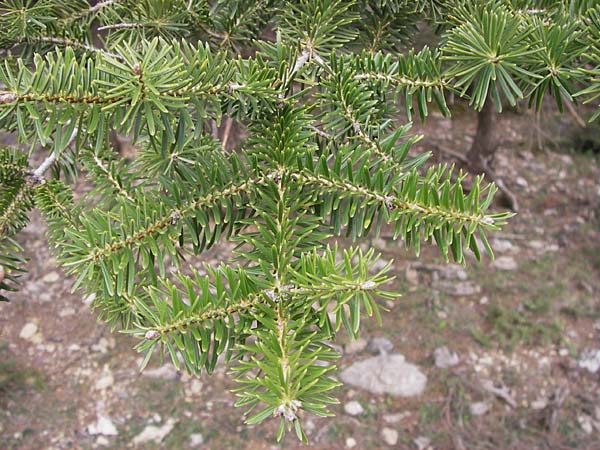 Abies cephalonica \ Griechische Tanne / Grecian Fir, GR Peloponnes, Kosmas 31.3.2013