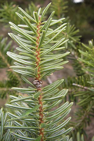 Abies cephalonica \ Griechische Tanne / Grecian Fir, GR Peloponnes, Kosmas 31.3.2013
