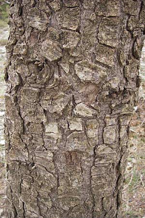 Abies cephalonica \ Griechische Tanne / Grecian Fir, GR Peloponnes, Kosmas 31.3.2013