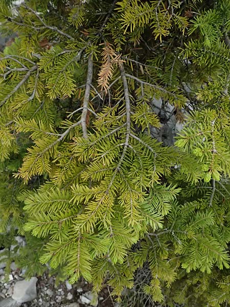 Abies cephalonica \ Griechische Tanne / Grecian Fir, GR Peloponnes, Chelmos 18.5.2024