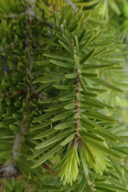 Abies cephalonica \ Griechische Tanne / Grecian Fir, GR Peloponnes, Chelmos 18.5.2024
