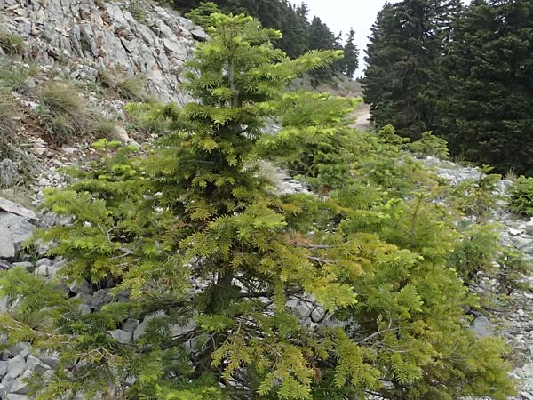 Abies cephalonica \ Griechische Tanne / Grecian Fir, GR Peloponnes, Chelmos 18.5.2024