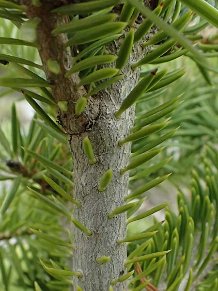 Abies cephalonica \ Griechische Tanne / Grecian Fir, GR Peloponnes, Chelmos 18.5.2024