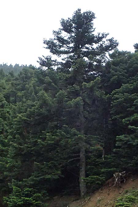 Abies cephalonica \ Griechische Tanne / Grecian Fir, GR Peloponnes, Chelmos 18.5.2024