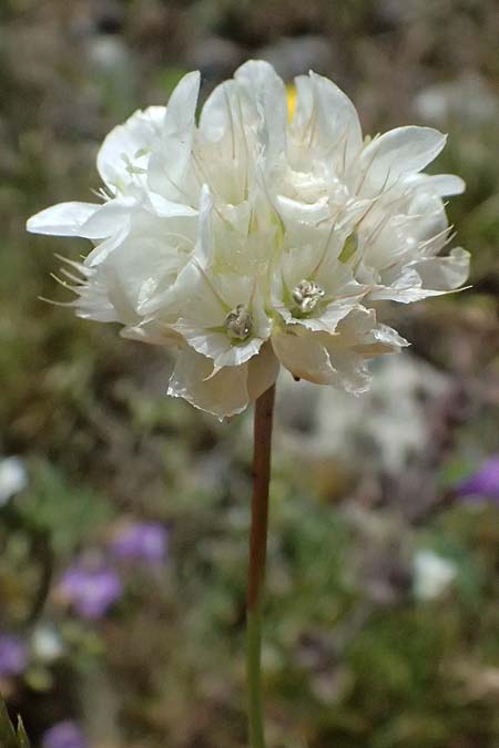 Armeria canescens \ Graue Grasnelke / Grey Thrift, GR Peloponnes, Saitas 19.5.2024