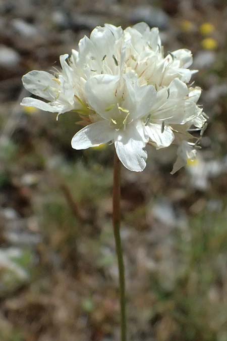 Armeria canescens \ Graue Grasnelke / Grey Thrift, GR Peloponnes, Saitas 19.5.2024