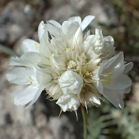 Armeria canescens \ Graue Grasnelke / Grey Thrift, GR Peloponnes, Saitas 19.5.2024