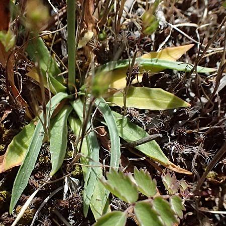 Armeria canescens \ Graue Grasnelke / Grey Thrift, GR Peloponnes, Saitas 19.5.2024