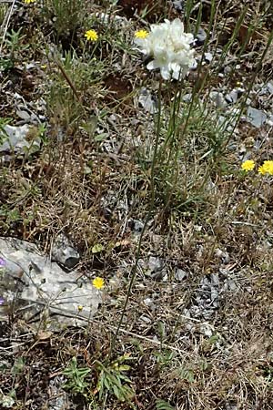 Armeria canescens \ Graue Grasnelke / Grey Thrift, GR Peloponnes, Saitas 19.5.2024