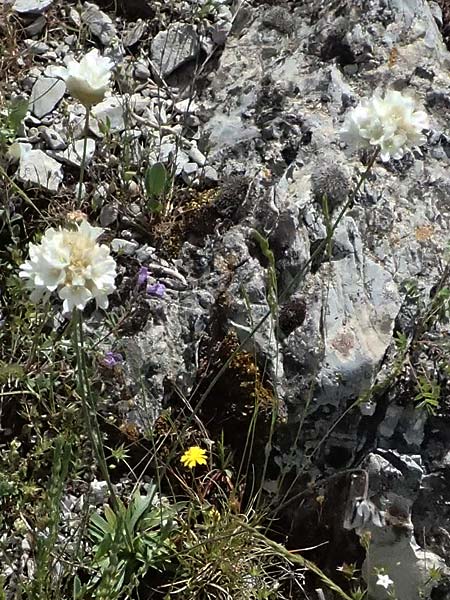 Armeria canescens \ Graue Grasnelke / Grey Thrift, GR Peloponnes, Saitas 19.5.2024