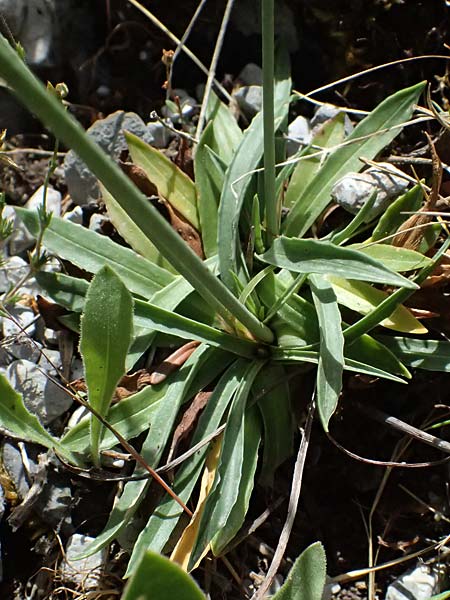 Armeria canescens \ Graue Grasnelke / Grey Thrift, GR Peloponnes, Saitas 19.5.2024